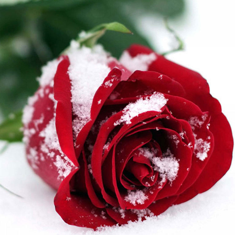 Rose in the snow