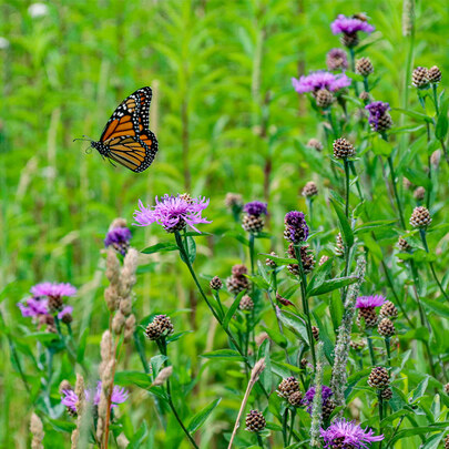 Monarch Butterfly on the mountain